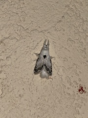 Apotolype brevicrista