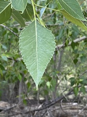 Populus × acuminata