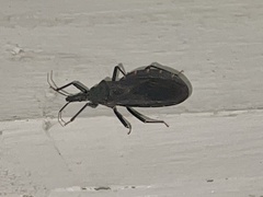 Triatoma sanguisuga