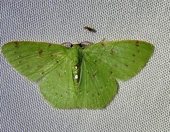 Lissochlora manostigma