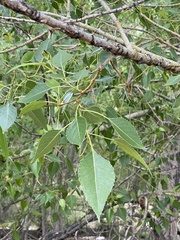 Populus × acuminata