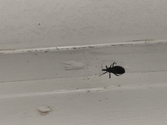 Triatoma sanguisuga