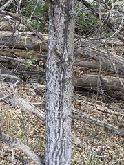Populus × acuminata