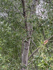 Populus × acuminata
