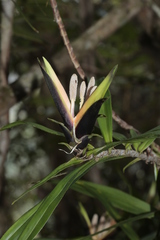 Freycinetia spectabilis