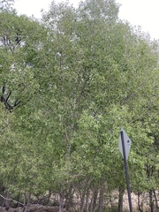 Populus × acuminata