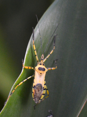 Armillatus