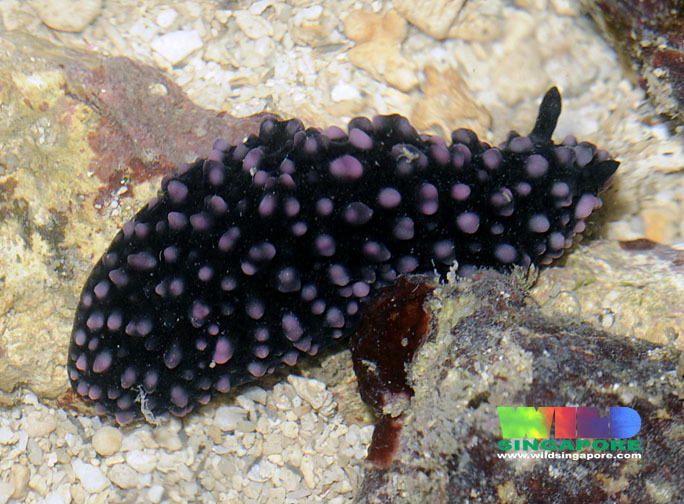 Phyllidiella nigra