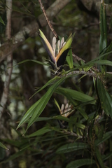 Freycinetia spectabilis