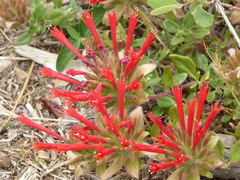 Monardella macrantha macrantha