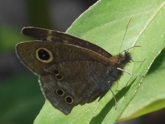 Ypthima argus