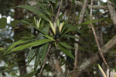 Freycinetia spectabilis