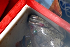 Epinephelus