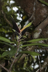 Freycinetia spectabilis