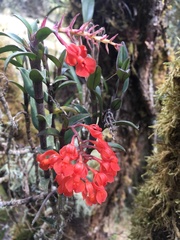 Epidendrum ardens