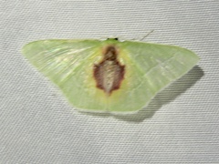 Nemoria astraea