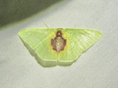Nemoria astraea