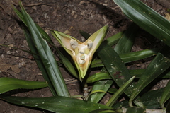Freycinetia spectabilis