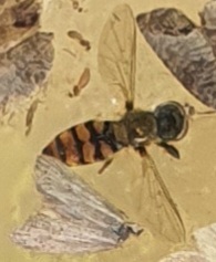 Eupeodes latifasciatus