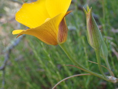 Calochortus clavatus