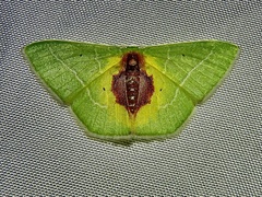 Nemoria astraea