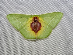 Nemoria astraea