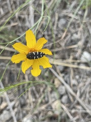 Acmaeodera bowditchi
