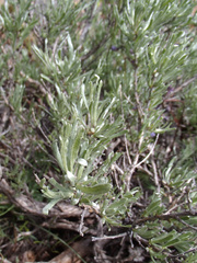Artemisia rigida