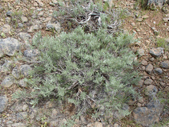 Artemisia rigida