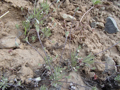 Antennaria flagellaris