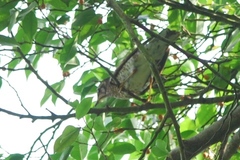 Siberian Thrush photo 3