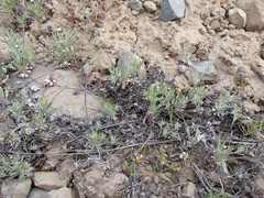 Antennaria flagellaris