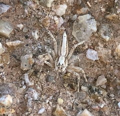 Oxyopes tridens