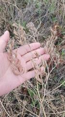 Astragalus davuricus