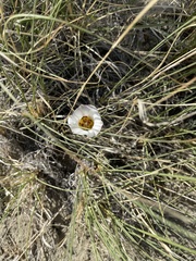 Calochortus nuttallii