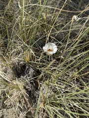 Calochortus nuttallii