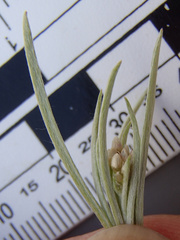 Antennaria luzuloides