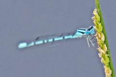 Enallagma doubledayi