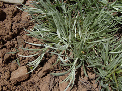 Antennaria luzuloides