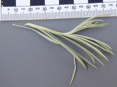 Antennaria luzuloides