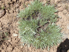 Antennaria luzuloides