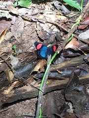 Batesia hypochlora