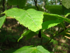 Adela caeruleella