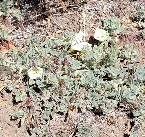 Image of Calystegia malacophylla by no rights reserved