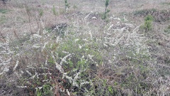 Spiraea aquilegifolia