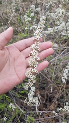 Spiraea aquilegifolia