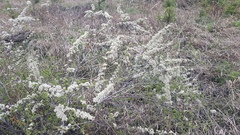 Spiraea aquilegifolia
