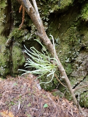 Exobasidium parvifolii