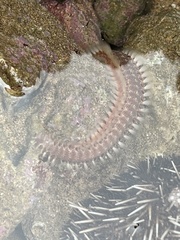 Amphinominae