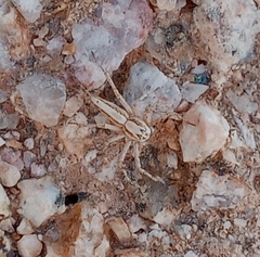 Oxyopes tridens